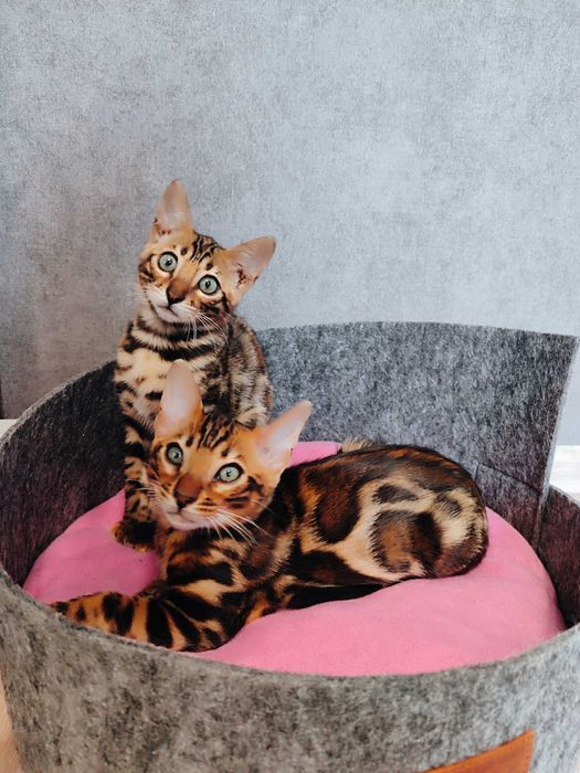 Чистокровна дівчинка Бенгалка.Терміново.Торг