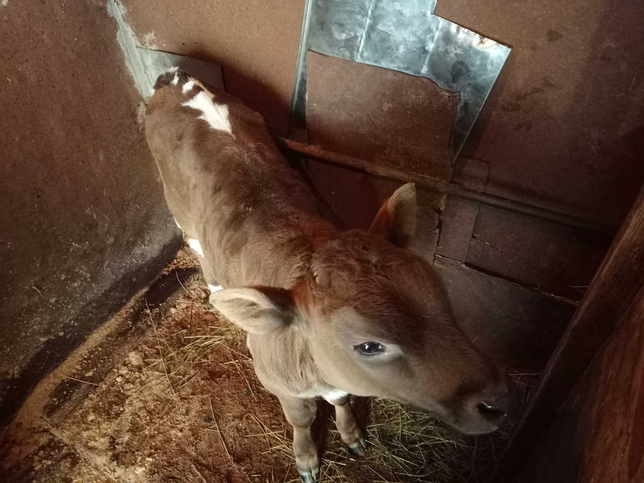 Продам теличку всі деталі за номером