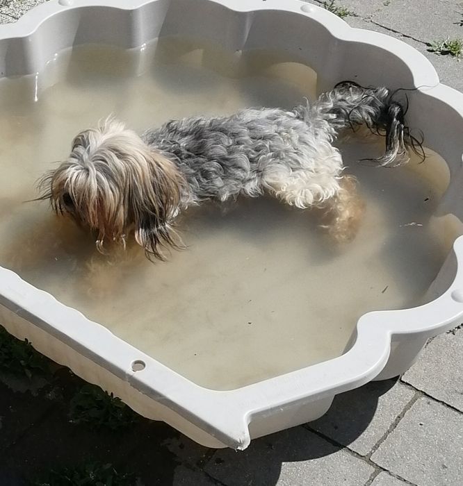 Zaginęła suczka w miejscowości Wilczopole Kolonia