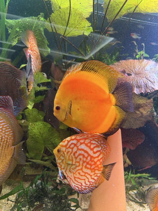 Paletka Yellow Dyskowce