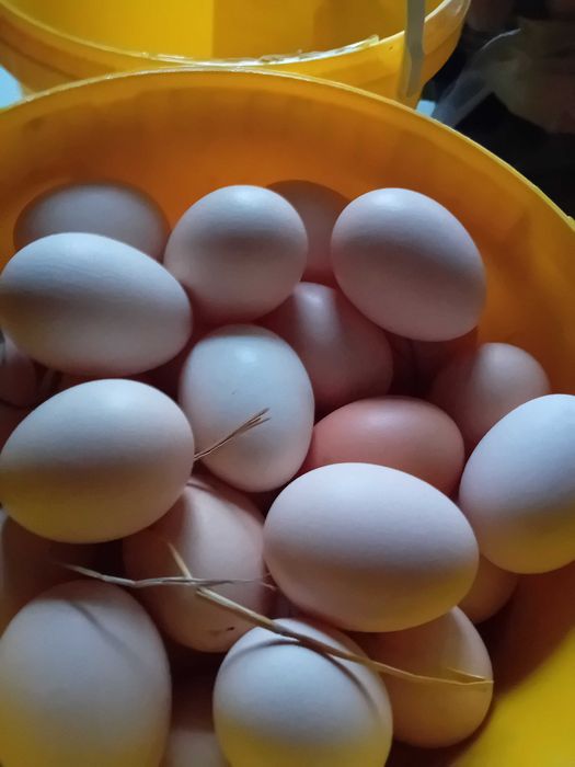 Sprzedam  wiejskie jajka od mlodych kur.