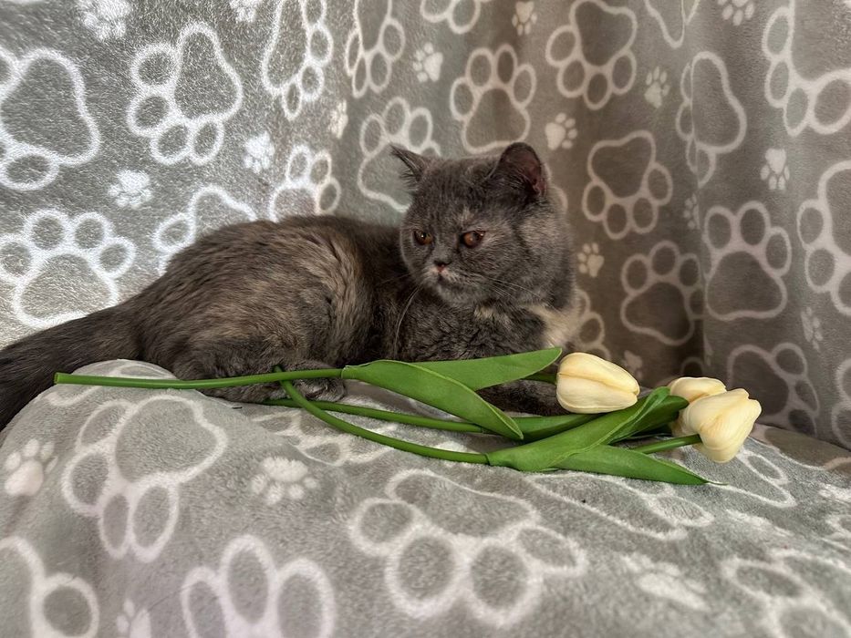 Отдам даром в добрые руки кошечку шотландской породы