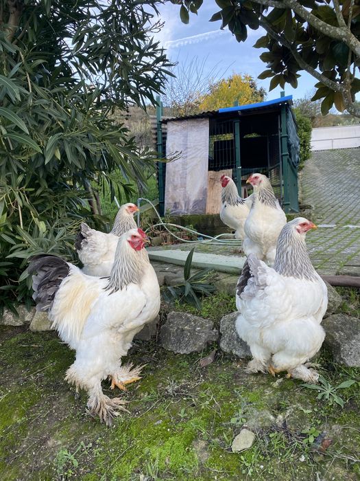 Ovos de Brahma Light