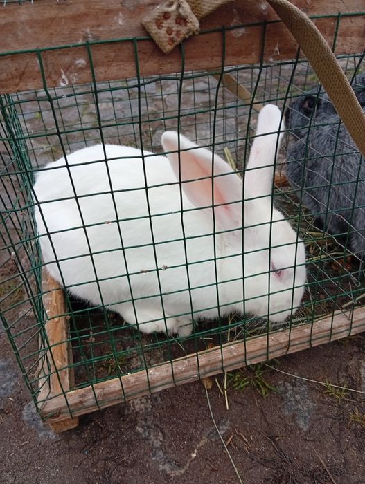 Кролики разных пород