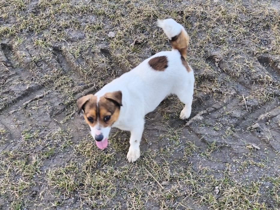 Jack Russell Terrier suczka FCI