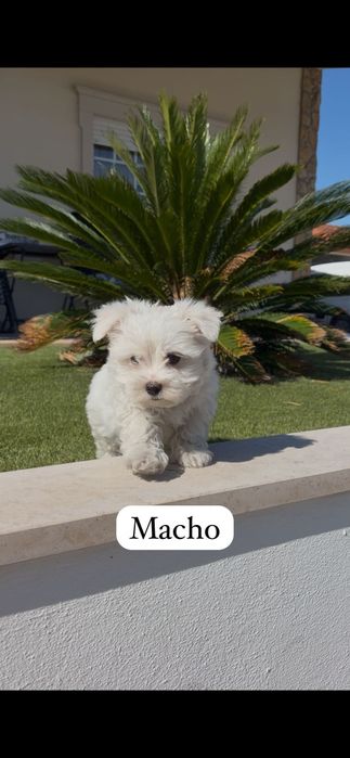 Bichon maltês macho
