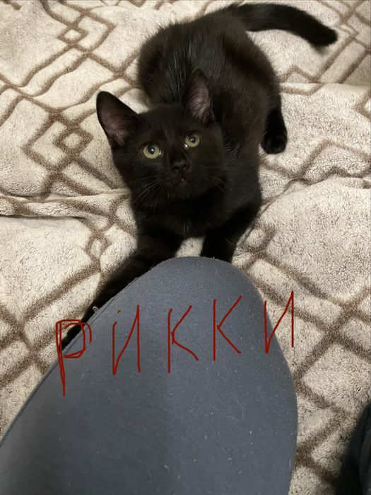 Котята в ответственные руки