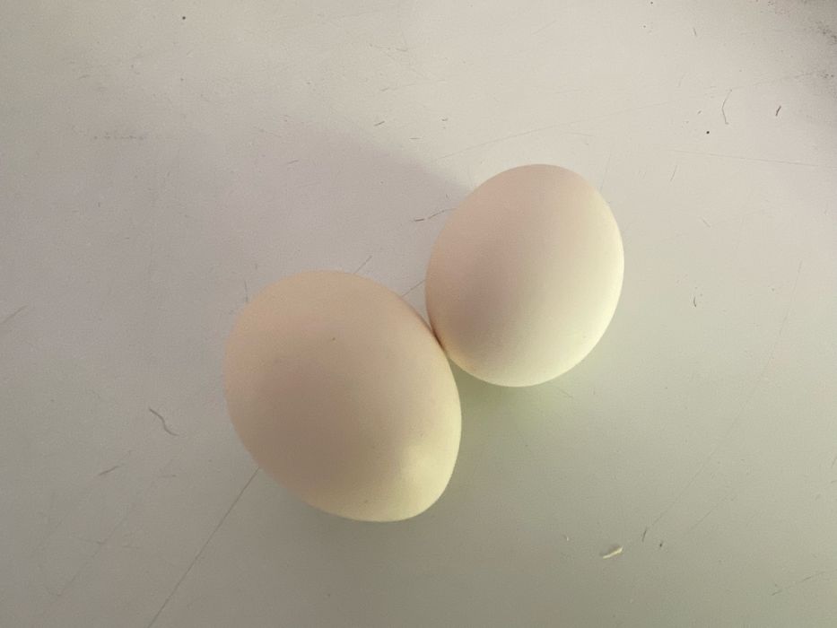 Cebula żółta, worki 15 kg i 5 kg