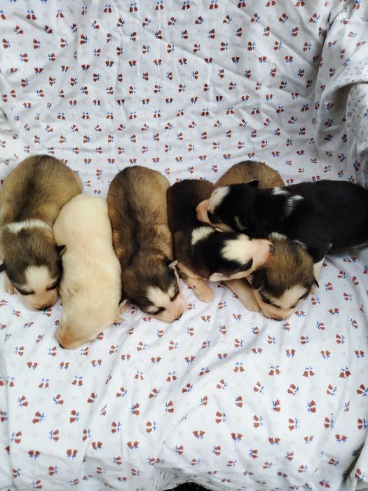 Siberian Husky suczka tel.-575302039
