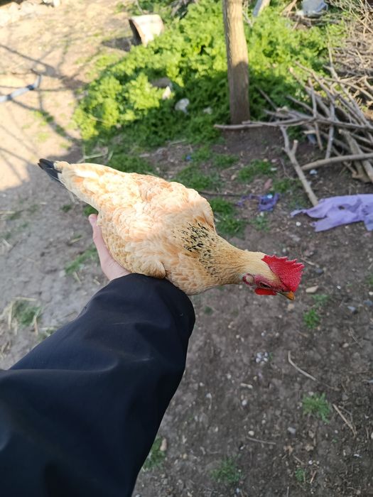 Яйцо инкубационное бентамка