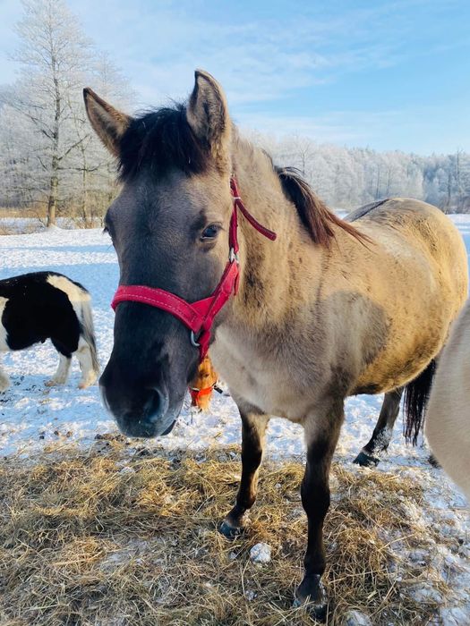 Konik Polski klacz/ogier
