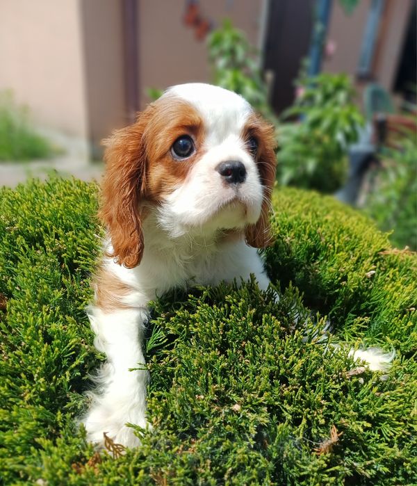Cavalier King Charles Spaniel-Sunia