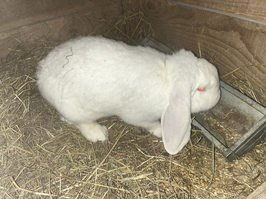 Królik baran francuski