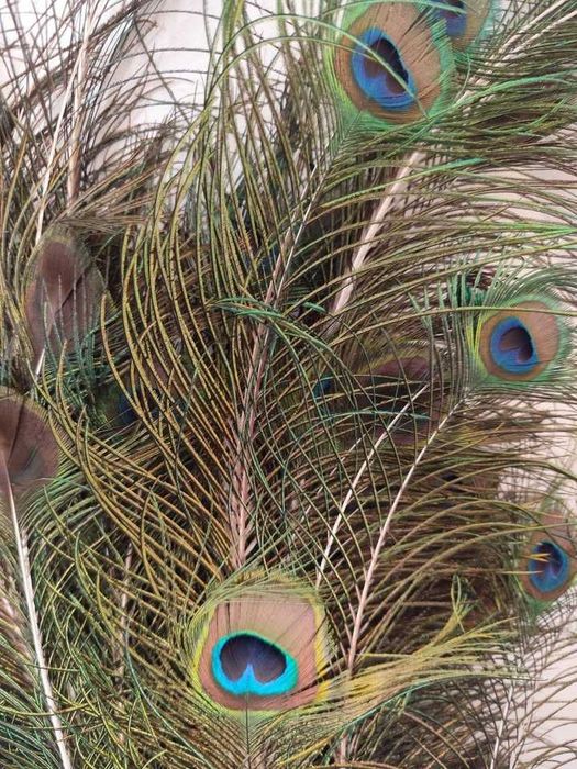 Penas de pavão azul de 2026