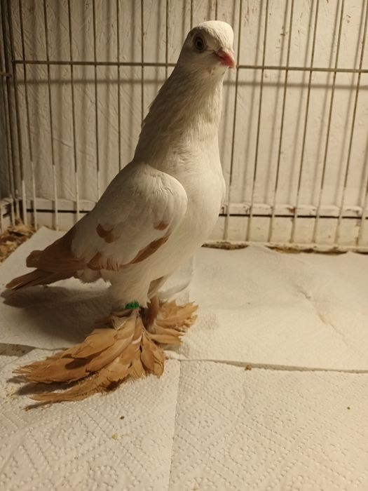 Gołąb. Wiedyn żółty samica. 25