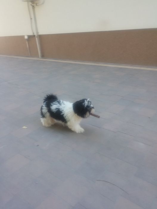 Sprzedam suczke piękną shih tzu