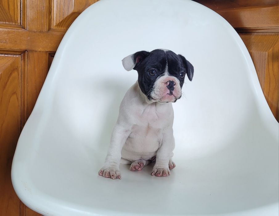 Bulldog femea bebé