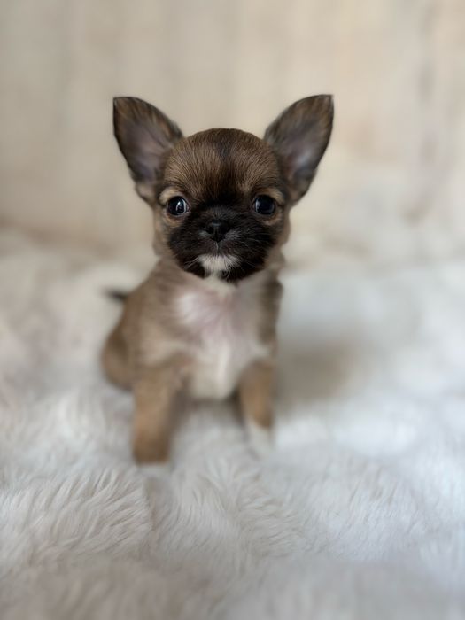 Malutki dlugowlosy chihuahua