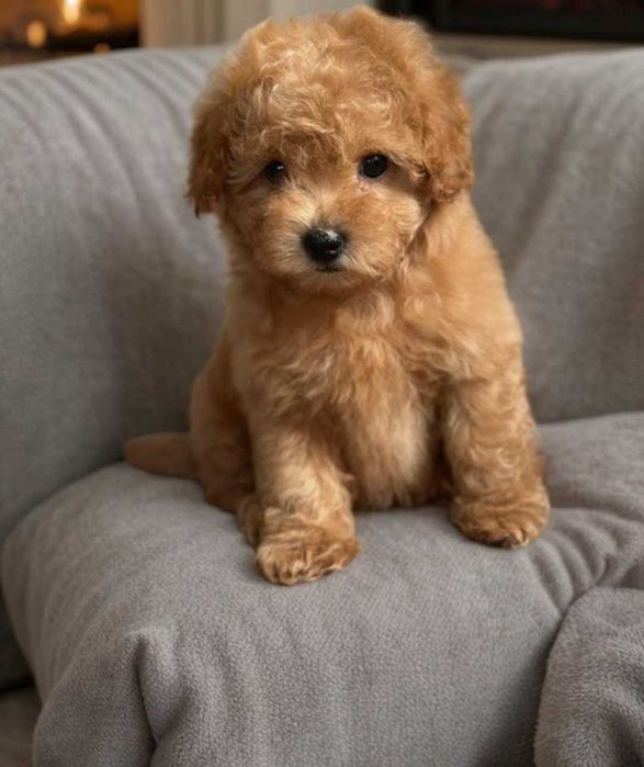 Мальтипу типажный крошка.