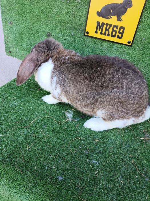 Baran francuski havana srokacz kotna