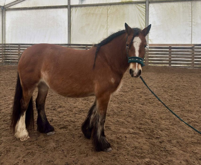 Sprzedam klacz tinker