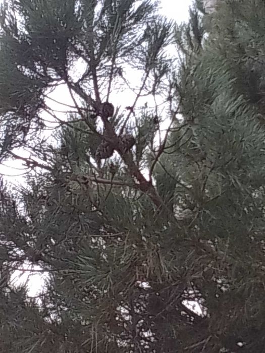 Limpeza de palmeiras e pinheiro e outros