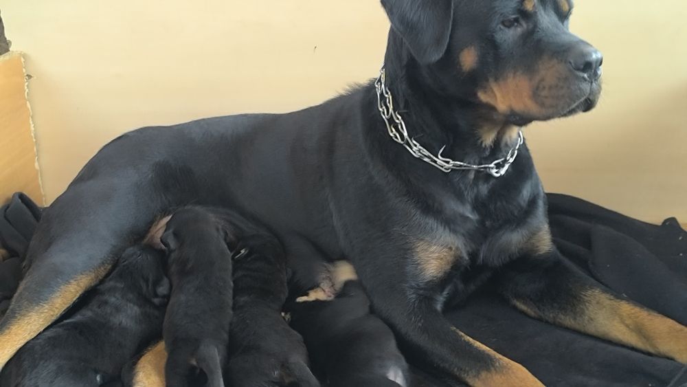 Продам щенки ротвейлера(БРОНЬ)