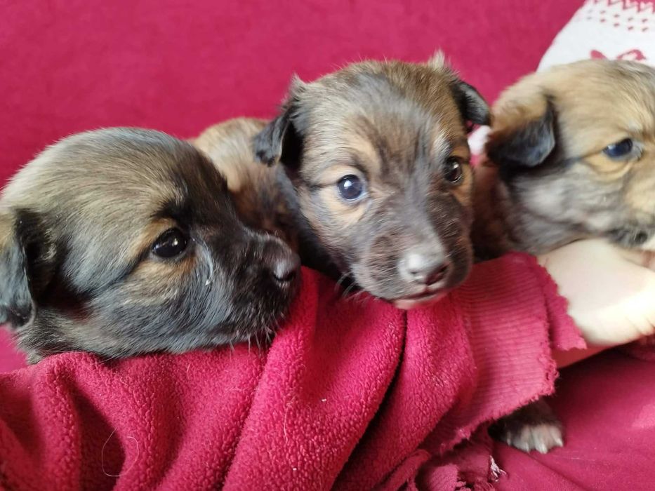 szczeniaki do oddania w dobre ręce.