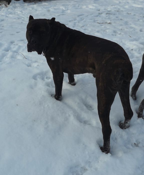 В'язка/бронювання цуценят Кане Корсо