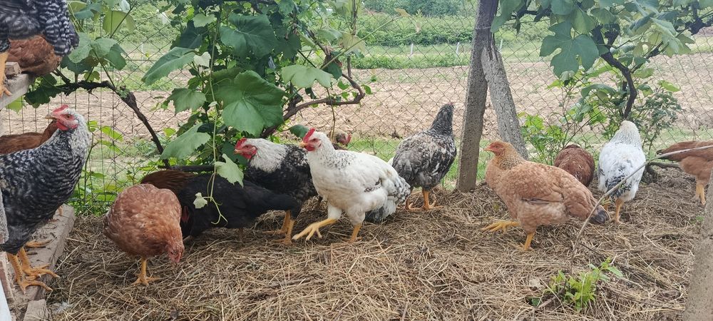 Продам живих півників