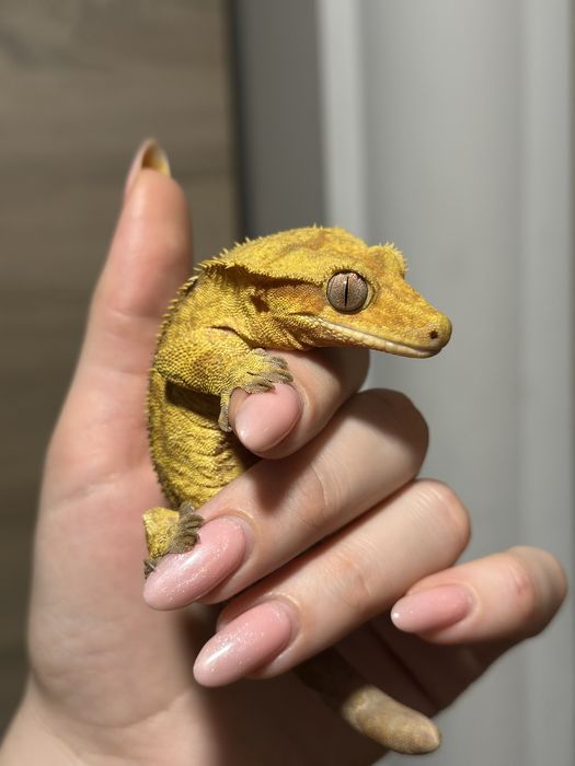 Gekon orzęsiony Dorosły Samiec Odmiany Bringle