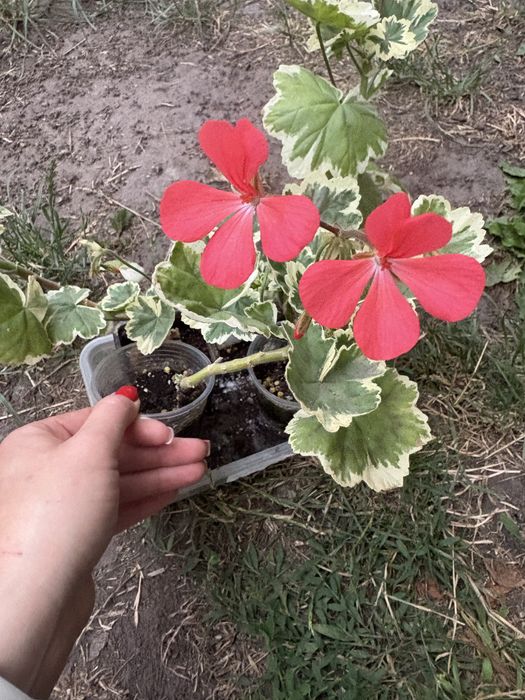 Строката пеларгонія
