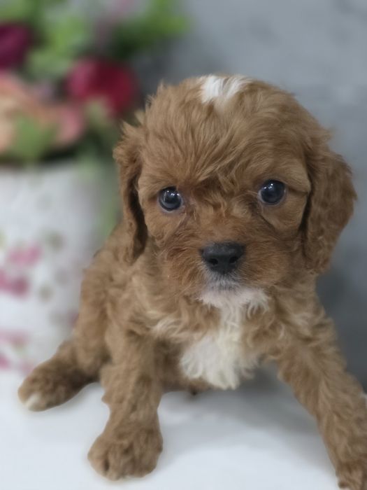Cavapoo Samiec do odbioru badania genetyczne