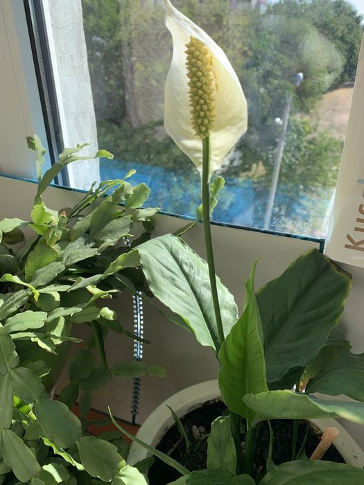 Спатефиллиум (женское счастье)