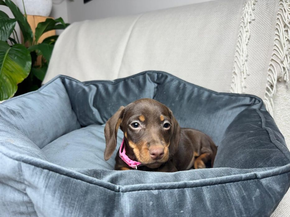 jamnik miniaturowy choco