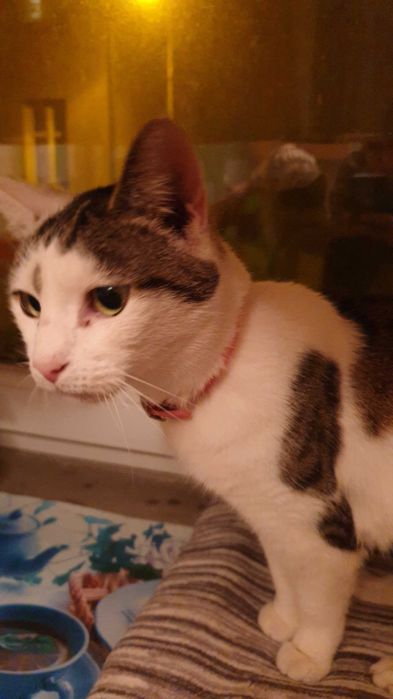 Koty szukają nowego domu