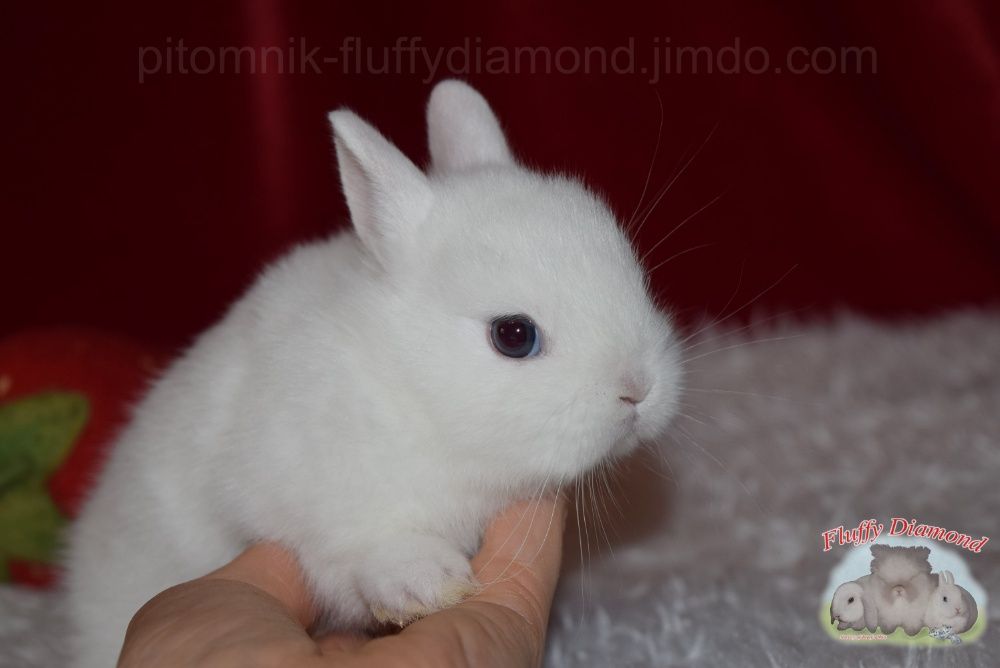 Гермелини-найменші з карликових кроликів. Розплідник! Вакциновані