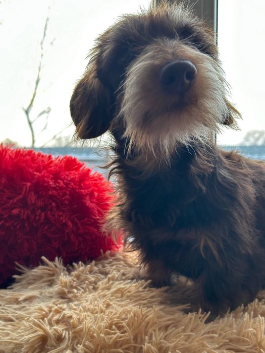 Кроляча жосткошерстна такса / жесткошерстная кроличья такса / кролик