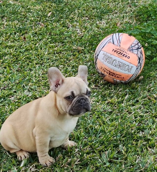 Bulldog Francês Lilac Fawn