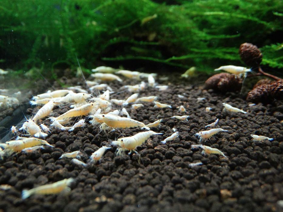 Krewetki Caridina PWL Pure White Line ZAMIANA GRATIS PROMOCJA