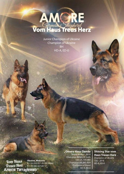 Кобель німецької вівчарки стандарт