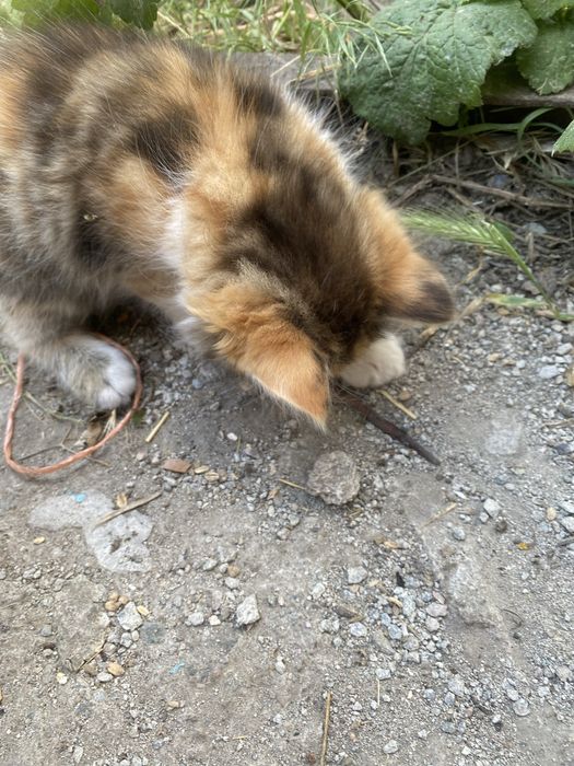 Котята в добрые руки срочно
