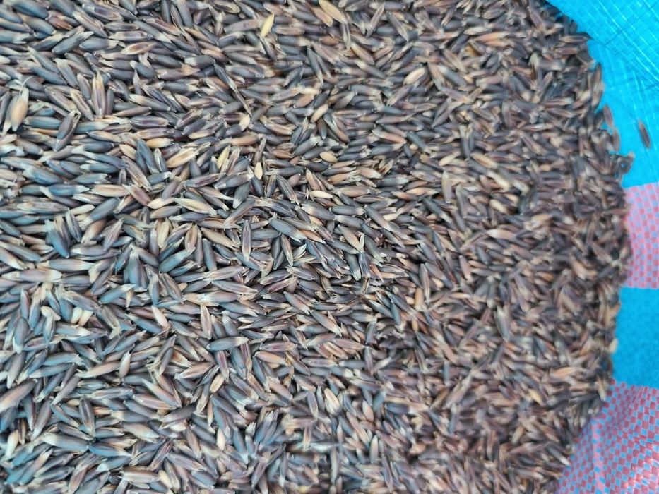 Owies Gniady po centrali