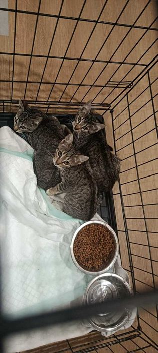 Gatinhos para adoção responsável