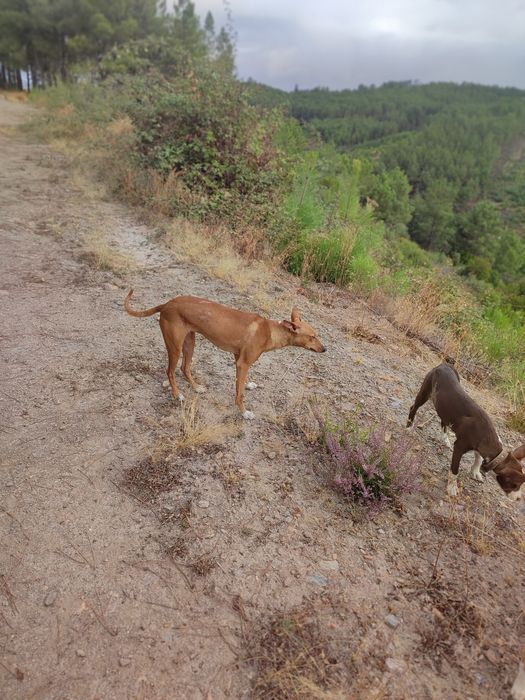 Cadela jovem para caça ao javali – resistente e obediente