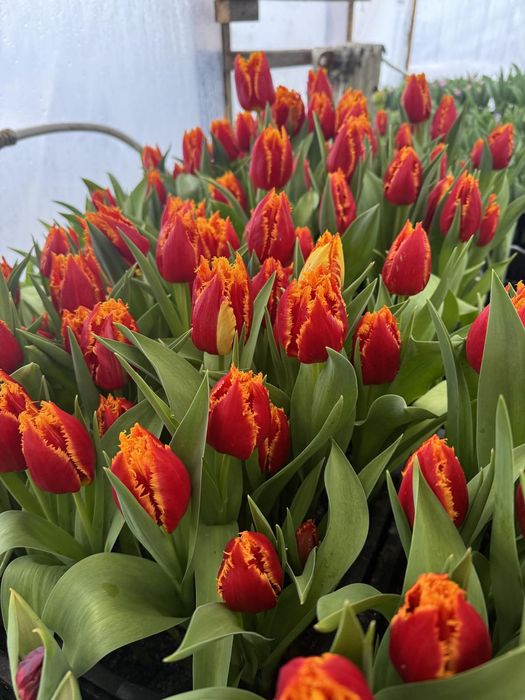 Тюльпан оптом до 8 березня