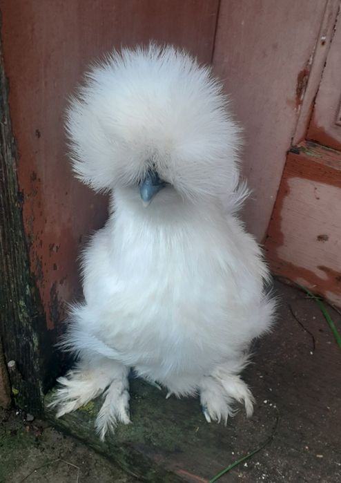 Продам кур  китайські шовкові