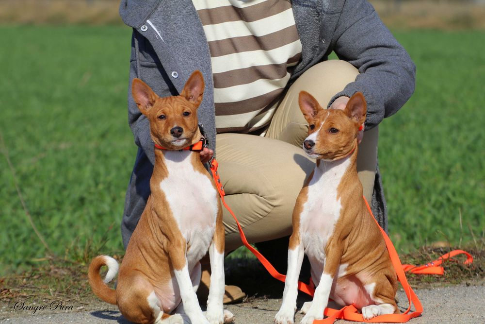 Piękna Suczka Basenji