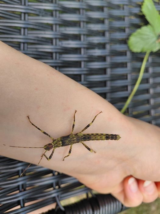 Straszyki nowogwinejskie Eurycantha calcarata
