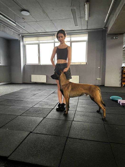 Бельгійська вівчарка Малінуа вязка КСУ чемпіон України